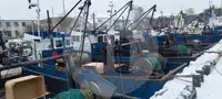 Pembawa ikan hidup dijual