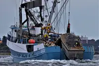 Kapal pukat cincin untuk dijual