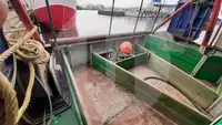 Kapal pengangkut ikan hidup untuk dijual