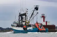 Kapal pukat cincin untuk dijual