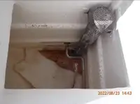 Kapal pukat cincin untuk dijual